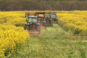 “상춘객 막아라” 활짝 핀 유채꽃 갈아엎은 제주