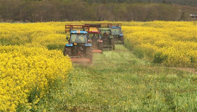 “상춘객 막아라” 활짝 핀 유채꽃 갈아엎은 제주