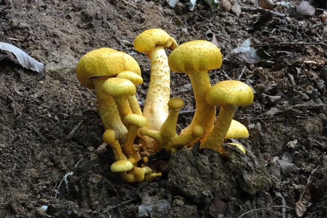 갈황색미치광이버섯