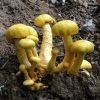 ‘맹독성’ 갈황색미치광이버섯, 폐암·전립선암 억제 물질 발견