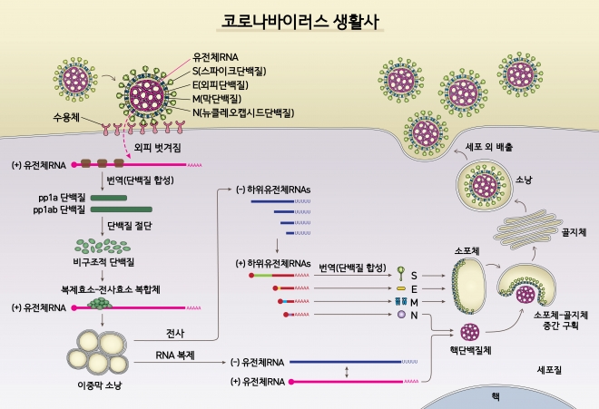 국내 연구진이 밝혀낸 코로나19 바이러스의 생활사