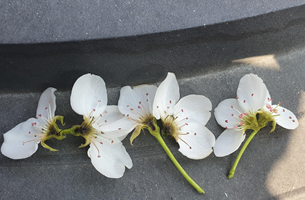 4월 초 경북도내 이상저온으로 상주시 한 농가의 배꽃이 떨어진 모습. 경북도 제공