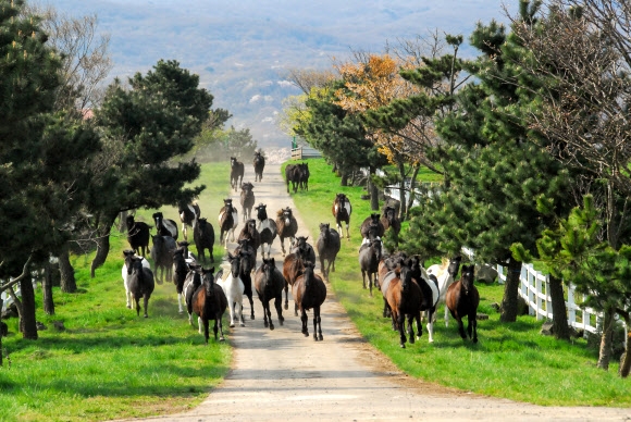 봄기운 만난 말떼