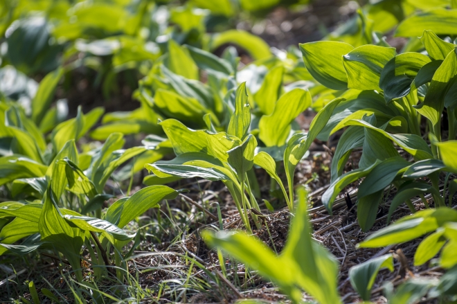 울릉도 산마늘(명이). 울릉군 제공