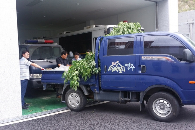 영주시가 ‘양귀비.대마 특별단속’에서 압수한 대마. 영주시보건소 제공