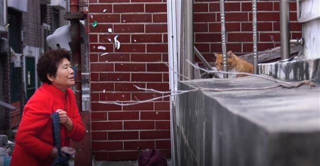 ‘고양이 집사’