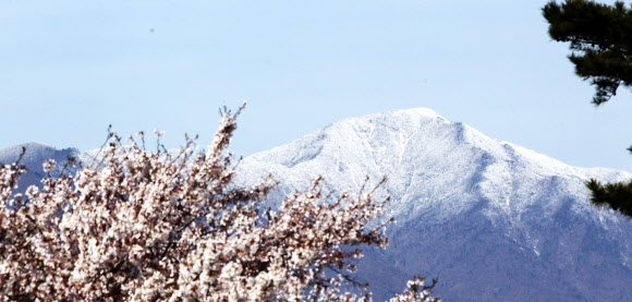 산엔 눈꽃, 땅엔 봄꽃… 강원 ‘하얀 4월’