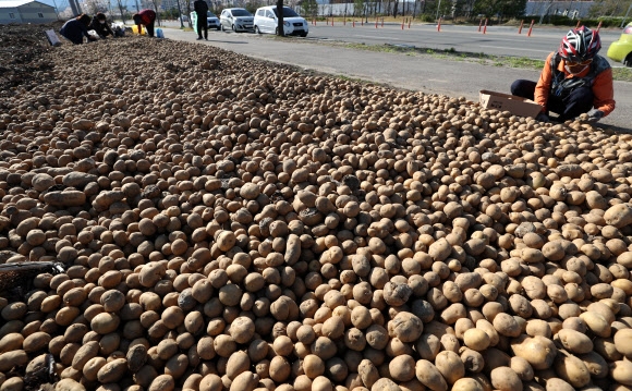 “그냥 가져가세요” 길바닥 신세 된 강원 감자