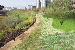 성동, 청계천 제방 경사면에 장미 심는다