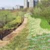 성동, 청계천 제방 경사면에 장미 심는다
