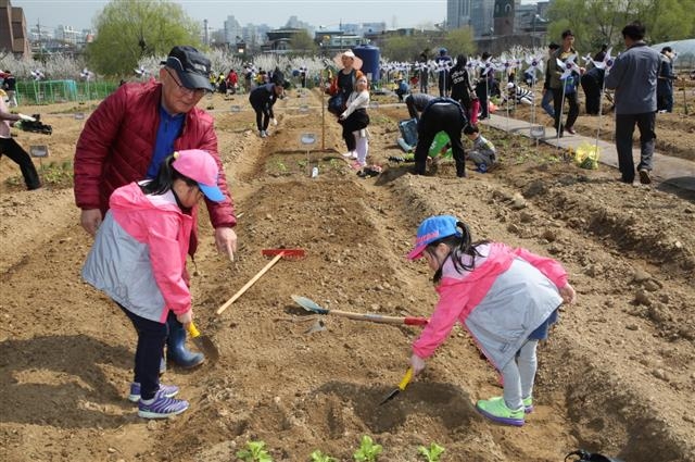지난해 4월 경기 광명시 하안동에 위치한 금천구 친환경주말농장에서 어린이들이 할아버지 설명을 들으며 모종을 심고 있다. 금천구 제공