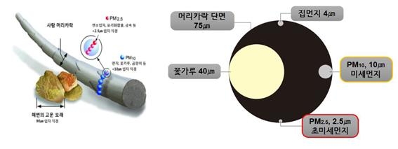 머리카락과 미세먼지 단면도. 환경부 제공