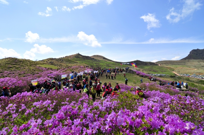 황매산 철쭉 군락지