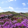 ‘황매산 철쭉 내년에 만나요’, 올해 철쭉축제 취소