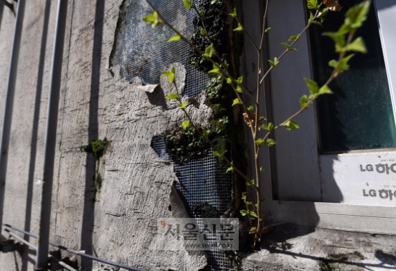 [한 컷 세상] 콘크리트를 뚫고 나온 생명처럼