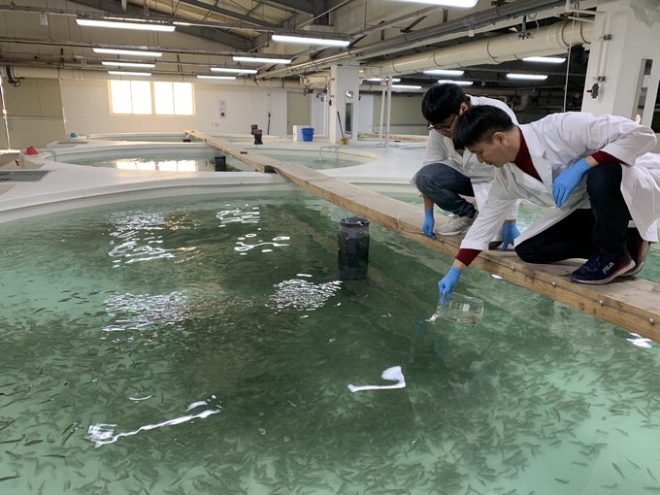 경북도 수산자원연구소 직원들이 방류를 앞둔 어린 쥐노래미를 사육하고 있다. 경북도 제공