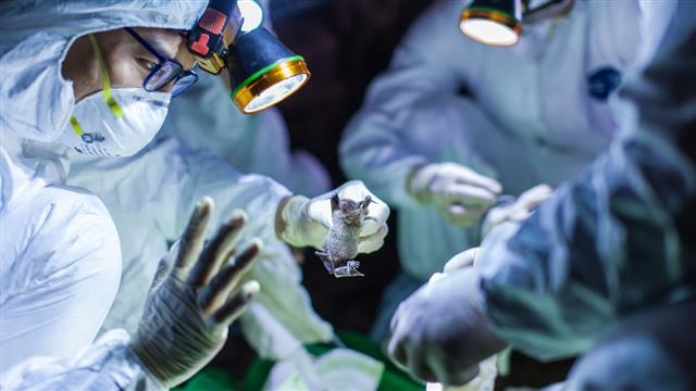 과학자들이 포집한 박쥐가 어떤 바이러스를 가졌는지 현장조사를 하는 모습. 에코헬스 얼라이언스 제공