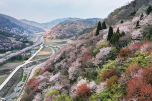 오랜 벗을 만난 듯, 산벚에 물들다