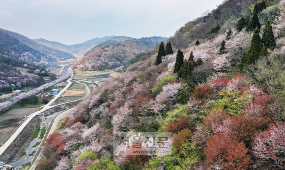 세량리 일대의 산자락을 가득 메운 산벚꽃. 초봄의 신록과 어우러지며 풍경의 성찬을 펼쳐내고 있다.