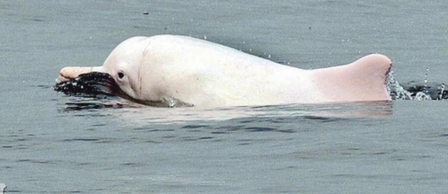 중화 흰돌고래. AFP 연합뉴스