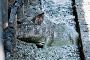 [포토] ‘산불 속에서 구사일생’ 돼지들