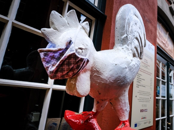 코로나19에 대한 대응조치로 독일이 마스크 착용을 법제화한 가운데 26일(현지시간) 브레멘 음악가의 마을에 있는 한 기념품 가계의 장닭 동상도 마스크를 걸치고 있다. 브레멘 EPA 연합뉴스