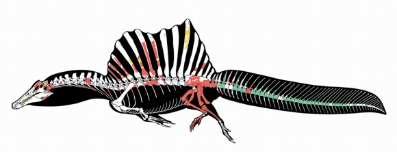스피노사우루스는 길이가 10~15m에 달하는 거대 공룡으로 현대 악어와 비슷한 모습이었던 것으로 확인됐다. 꼬리는 뒤로 갈수록 좁고 가늘어지면서 물속에서 유연하고 빠르게 움직여 추진력을 얻게 돼 있다. 미국 디트로이트 머시대 제공