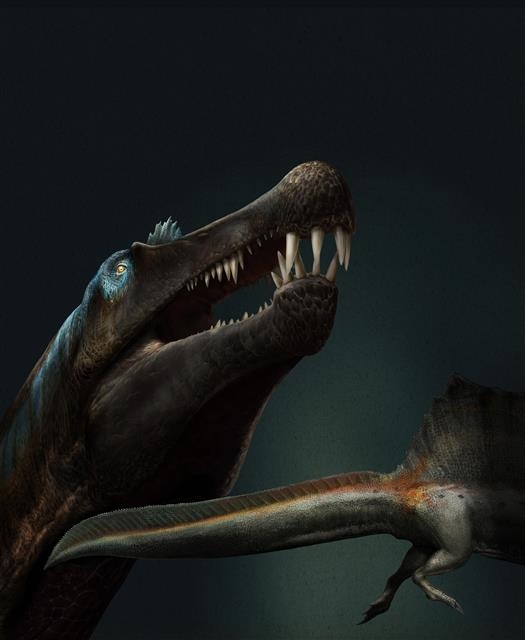 스피노사우루스는 길이가 10~15m에 달하는 거대 공룡으로 현대 악어와 비슷한 모습이었던 것으로 확인됐다. 새로운 화석 발견으로 재구성한 스피노사우루스의 모습. 길고 좁은 턱과 물속 생활이 쉽도록 진화한 독특한 꼬리를 가진 것으로 확인됐다. 이탈리아 밀라노자연사박물관·다비드 보나도나 제공