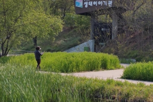 안양시 안양천변 청보리밭 초록물결 장관