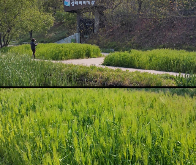 안양천생태이야기관 청보리밭 초록물결이 장관을 이룬다. 안양시 제공 