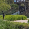 안양시 안양천변 청보리밭 초록물결 장관