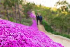 은평구 봉산 편백 숲 등 힐링 공간으로 재탄생