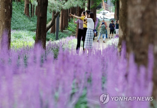울산 동구는 대왕암공원 해송숲에 맥문동 10만포기를 심는다. 연합뉴스 자료사진.