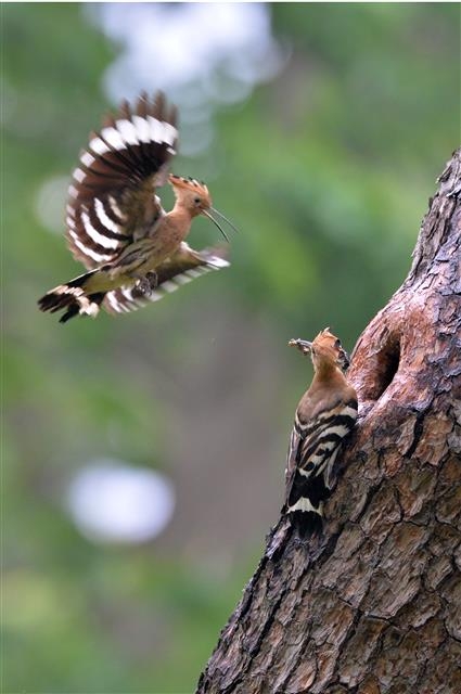 새끼들 먹이 나르는 후투티 부부