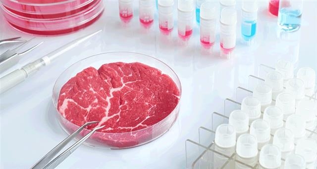 육식에 대한 수요로 만들어진 집약적 축산법은 감염병 확산에 취약할 뿐만 아니라 지구온난화, 환경 파괴 등의 문제를 유발시킨다. 이런 문제를 해결하기 위해 최근 동물 세포를 이용해 실험실에서 만들어 내는 고기인 ‘배양육’에 대한 연구가 활발하다. 영국 옥스퍼드대 제공