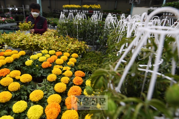 경기 용인시 용인석화화훼유통센터에서 관계자가 도매시장과 대형마트로 갈 꽃들을 정리하고 있다.