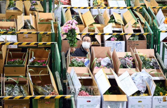 서울 서초구 양재동 aT화훼공판장에서 열린 절화 경매 시작에 앞서 중도매인이 경매에 부쳐질 꽃들을 살펴보고 있다.