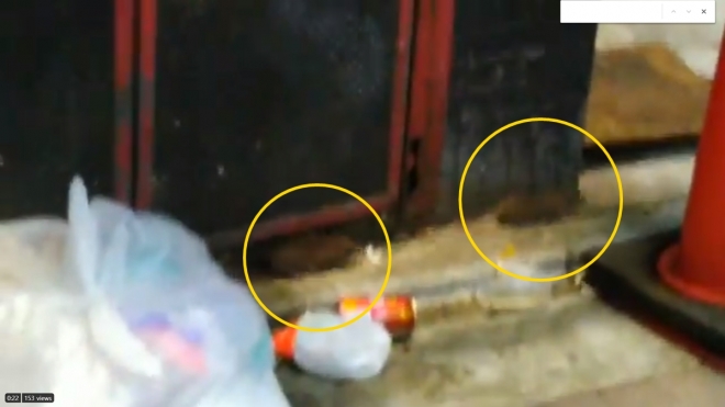 일본 도쿄 시부야 구에서 5월 6일 촬영된 것으로 추정되는 영상으로 주택가에 모아놓은 쓰레기봉지 사이로 쥐들이 목격됐다. 2020.5.8  트위터 @Seth13balse