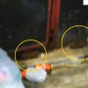 코로나19로 인적 뜸해진 일본 주택가에 쥐떼 버젓이 활보