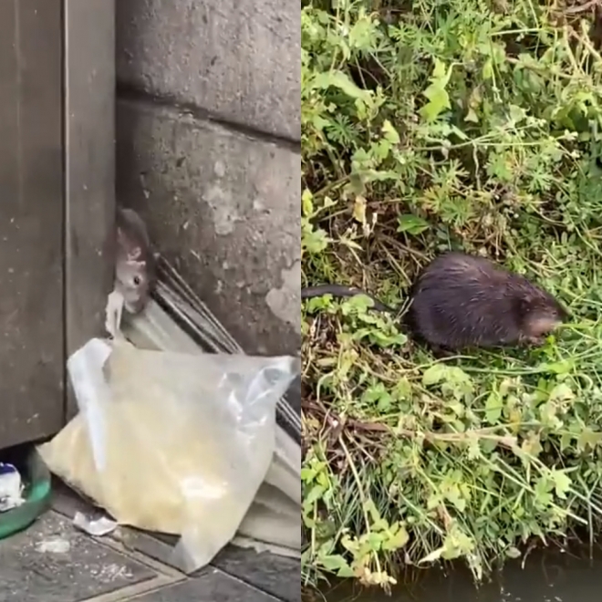 코로나19 긴급사태 이후 일본 도쿄 곳곳에서 대낮에 쥐들이 목격되고 있다. 왼쪽은 트위터 이용자 @MrMaverick777가 지난 6일 올린 영상. 오른쪽은 7일 트위터 이용자 @keiko09030903가 도쿄 네리마 구의 한 주택가에서 촬영한 영상.