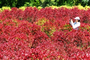 강렬한 붉은색 뽐내는 서귀포 홍가시나무 숲