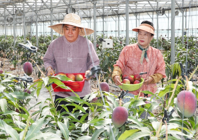강진군 강진읍 최명환 씨의 농장에서 애플망고 수확이 한창이다.