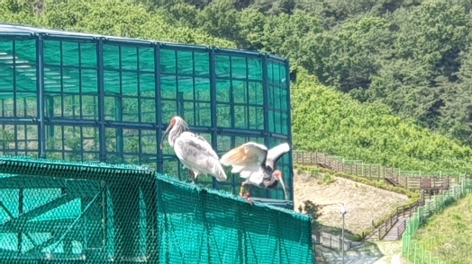 2019년 자연으로 날려보낸 우포따오기 