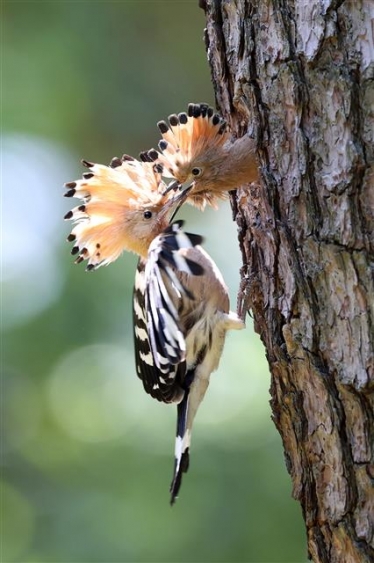 [포토] 다정한 후투티 가족