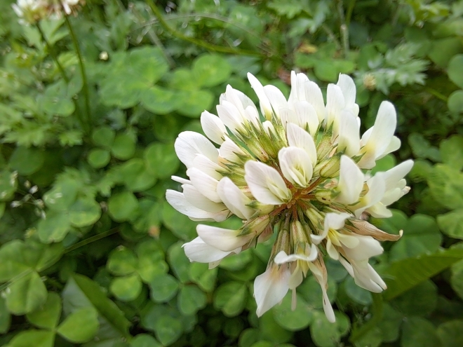 ‘토끼풀꽃’이 이렇게 예쁜 줄 몰랐다. ‘갤럭시 A51’의 접사 기능으로 촬영하니 작은 꽃들이 마치 꽃꽂이를 해놓은 듯 조화롭게 모여 하나의 군체를 이룬 모습을 확인할 수 있다.  한재희 기자 jh@seoul.co.kr