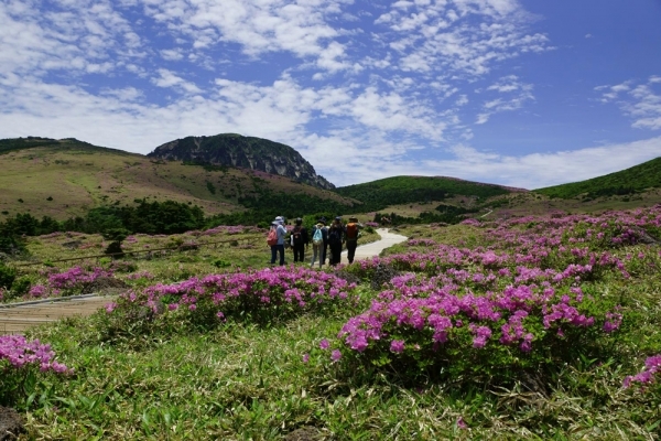 한라산 산철쭉 개화시기를 맞아 코로나 19사태로 문을 닫았던 한라산국립공원 탐방안내소 등이 내달 4일부터 개방된다.(서울신문 DB)