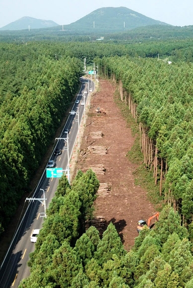 제주 비자림로 확장공사가 경관파괴 논란 등으로 중단된지 1년만에 삼나무 채벌 등 공사가 27일 재개됐다.(연합)