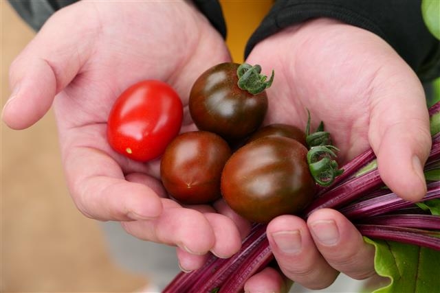 강원 영월 그래도팜에서 유기농법으로 재배한 토마토. 품질을 위해 토마토가 완전히 익었을 때 따서 소비자에게 직접 배송한다.