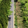 ‘삼나무 훼손 논란’ 비자림로 확장공사 재개