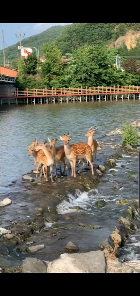 27일 오후 5시 30분쯤 순천 동천에서 물을 마시고 있는 꽃사슴 무리.